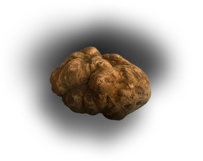 Tartufo bianco
