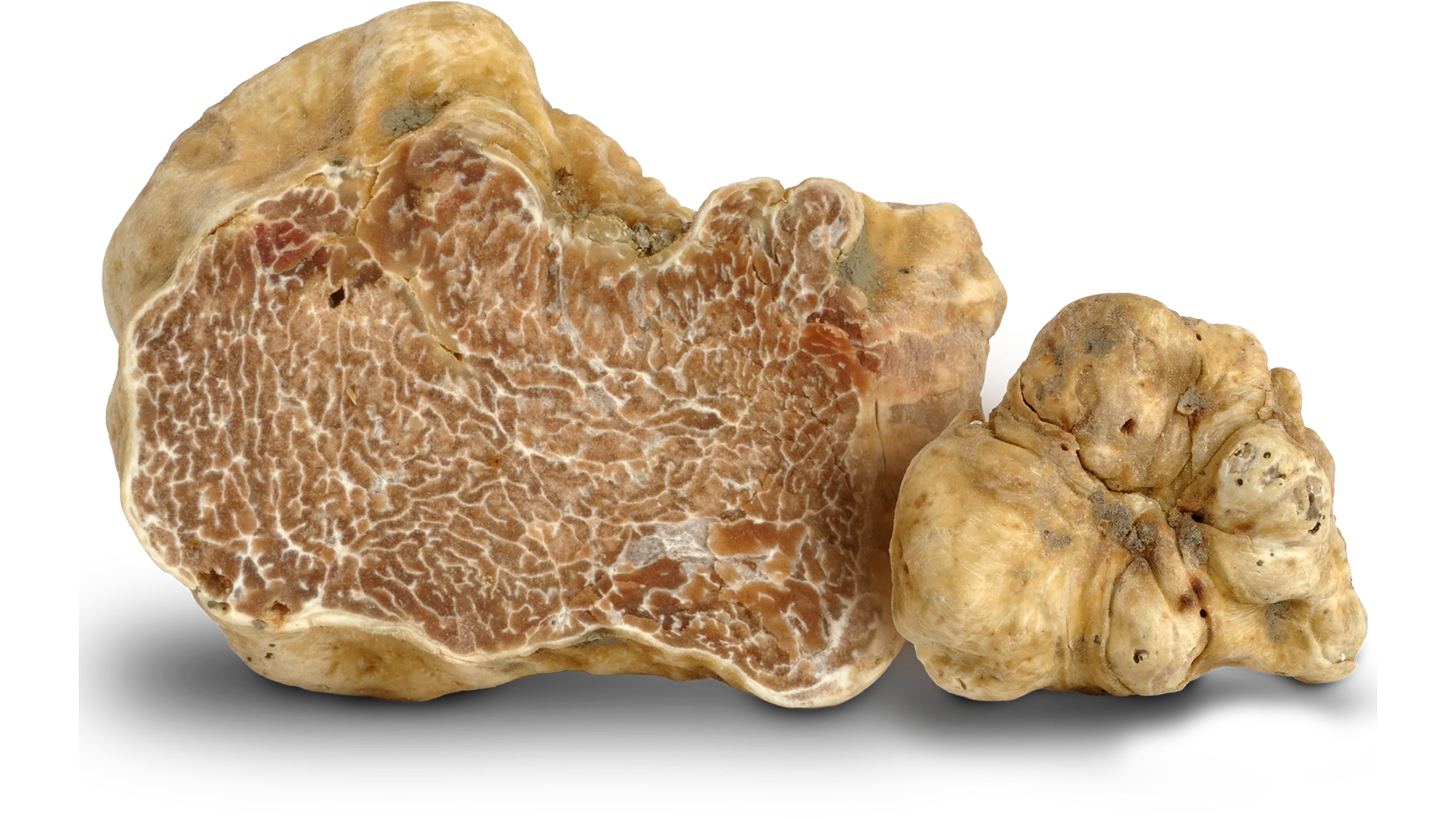 Tartufo bianco Tartufo bianco