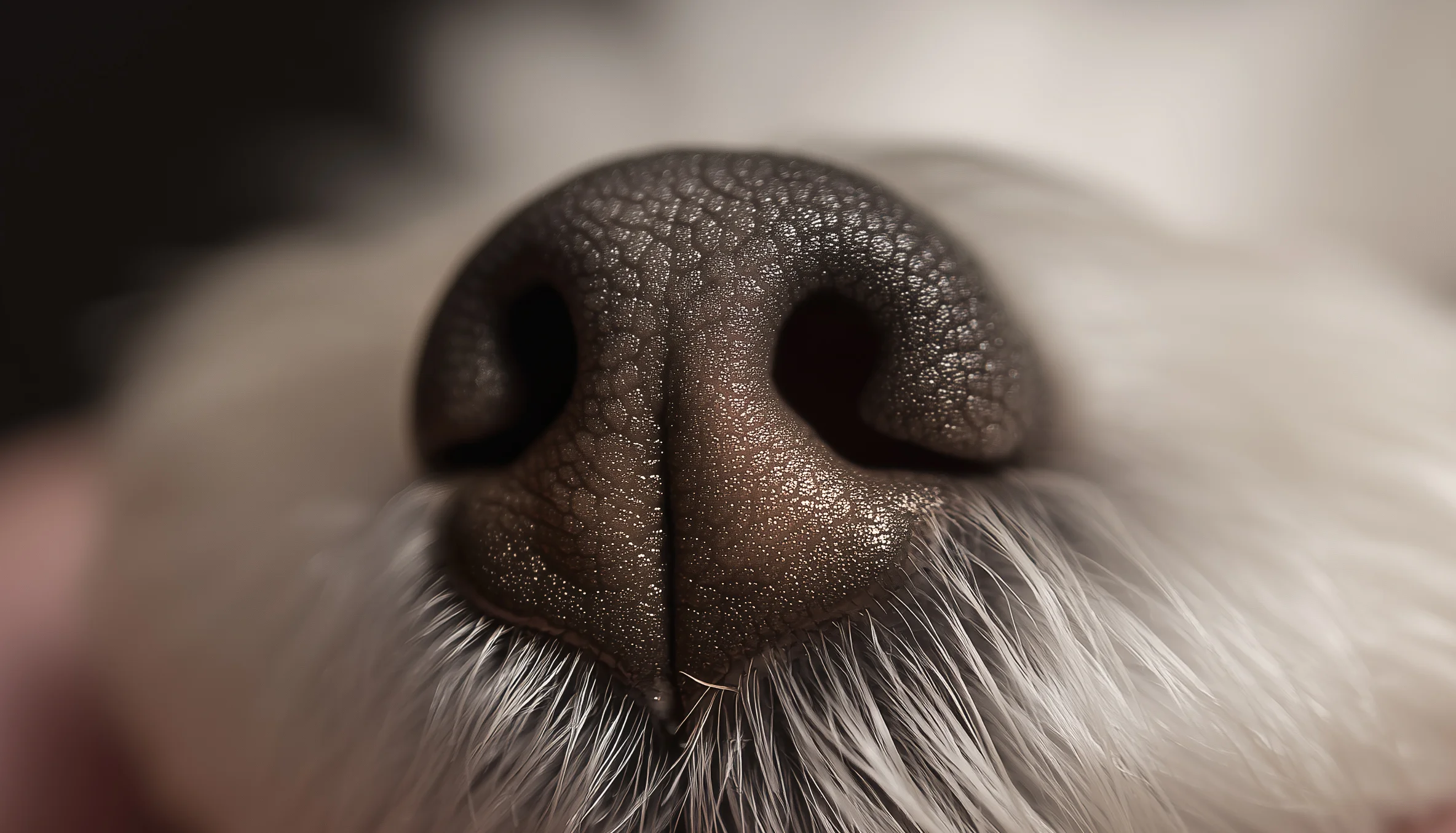 Dettaglio macro del naso umido di un cane da tartufo, simbolo del fiuto eccezionale necessario per individuare i tartufi sottoterra