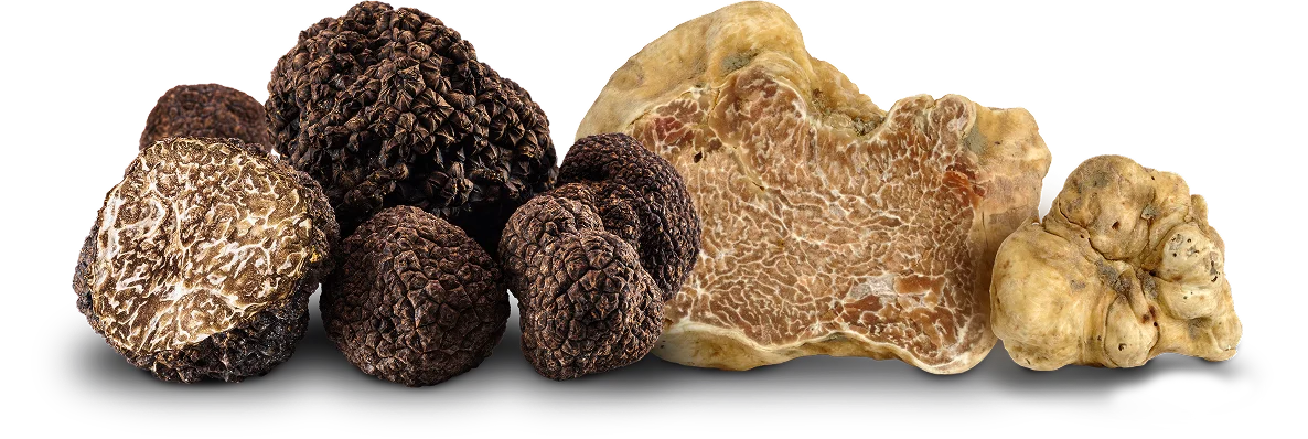 La vera specialità di Giuliano Tartufi Immagine di tartufo bianco e nero
